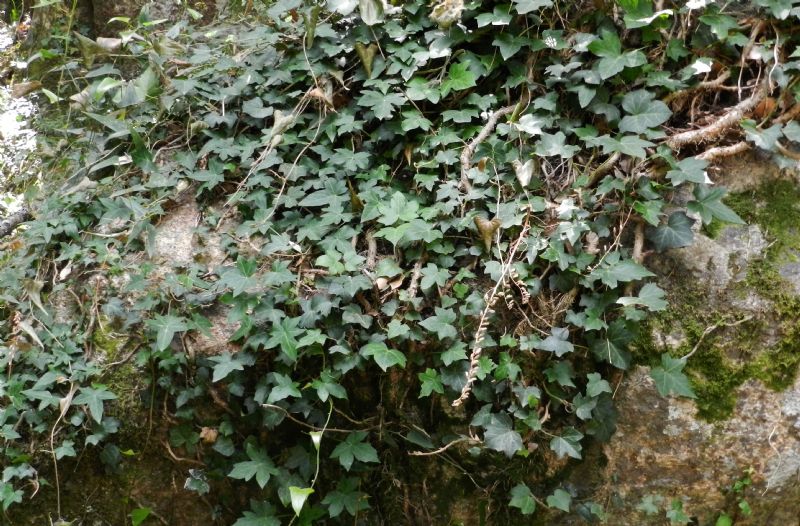 Hedera helix ?   S !